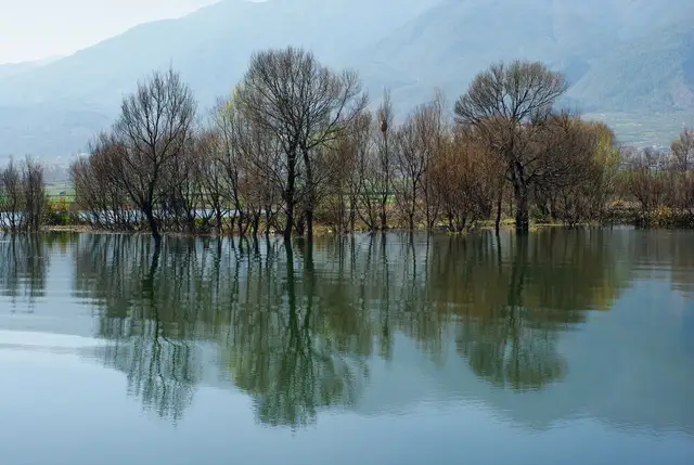 A line of trees standing in the shallow water of Erhai Lake in Dali, mirrored on the calm surface, with hazy mountains behind.