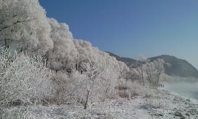 Trees coated in white rime ice along the misty bank of the Songhua River in Jilin City under a clear blue sky.