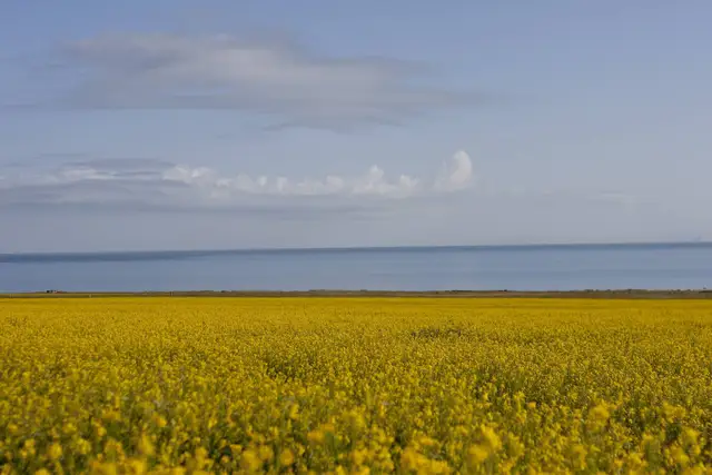 Bright yellow rapeseed fields stretch to the blue water of Qinghai Lake under a soft summer sky with light clouds.