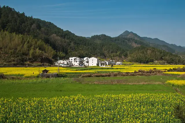 White Huizhou-style houses in Wuyuan, Jiangxi, surrounded by blooming yellow rapeseed fields under wooded hills and a clear blue sky.