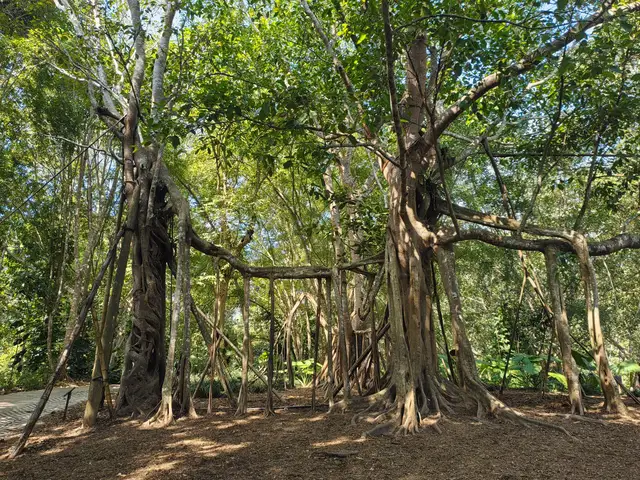 A large banyan tree with many hanging aerial roots in the Xishuangbanna Tropical Botanical Garden, with sunlight filtering through the canopy.